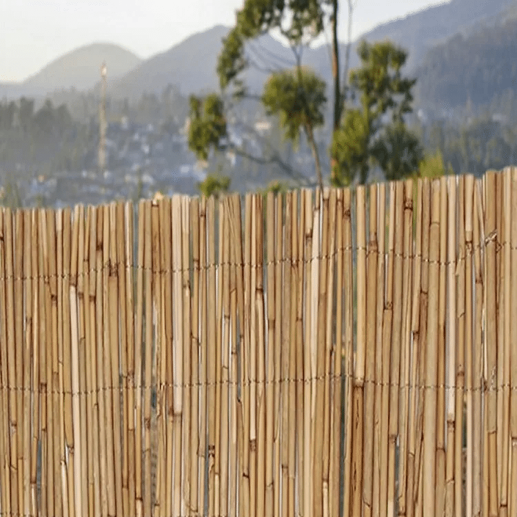 Dense natural bamboo privacy screen – shown outdoors