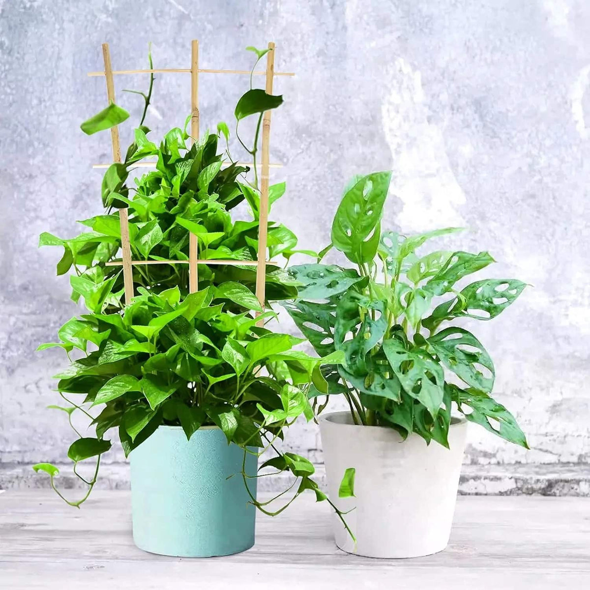 Bamboo ladder plant trellis supporting a climbing plant – another view