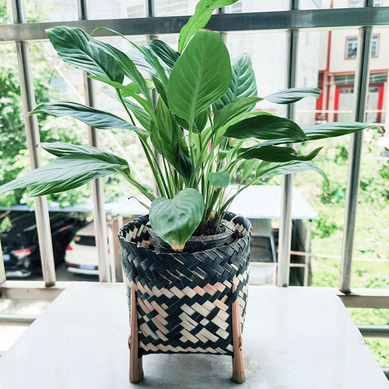 Slender two-tone black and natural rattan planter – shown in a room setting