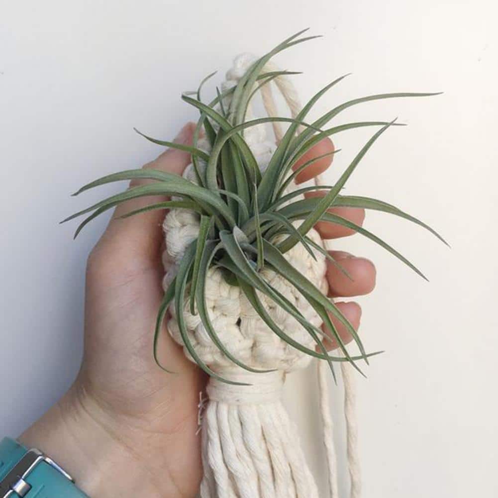 White woven cotton hanging planter basket – shown in use