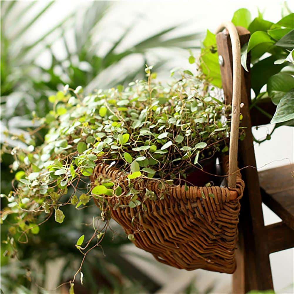 Handwoven natural rattan hanging plant basket – shown outdoors (5)