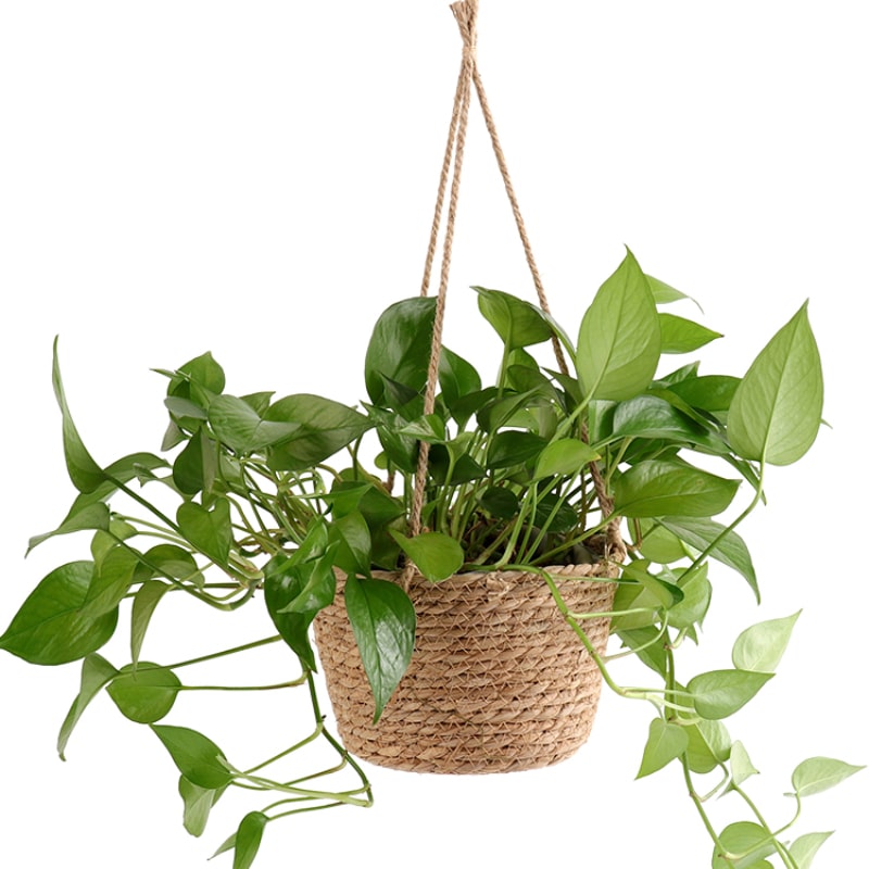 Natural jute macrame hanging planter
