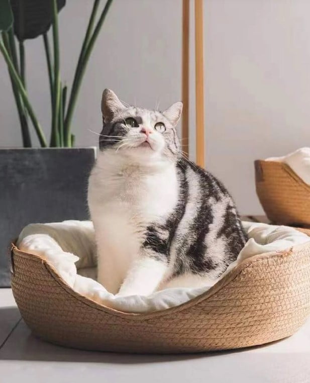 Round rattan pet bed with a flat cushion and bolster – shown in a room setting