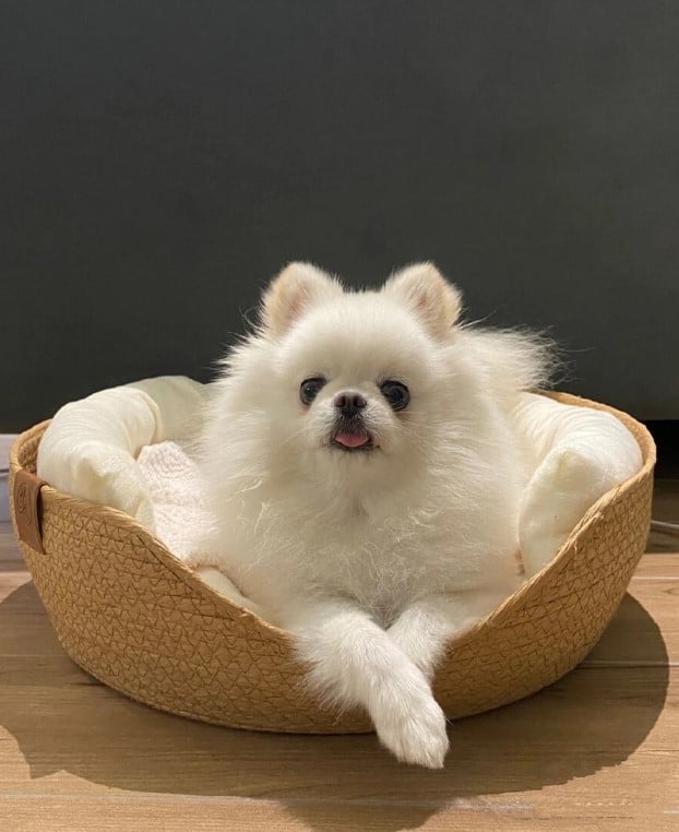 Round rattan pet bed with a flat cushion and bolster – shown in a room setting (2)