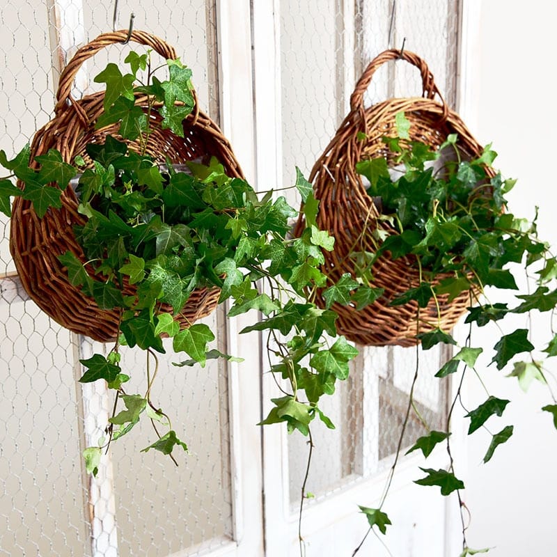 Round hanging rattan wall vase with golden highlights – shown in a room setting